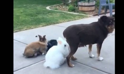 Όταν ένας σκύλος κάνει… photobombing!