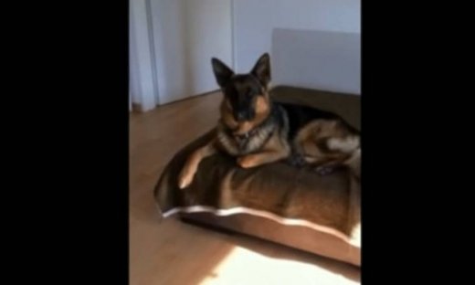 Ένας σκύλος με… ταλέντο!