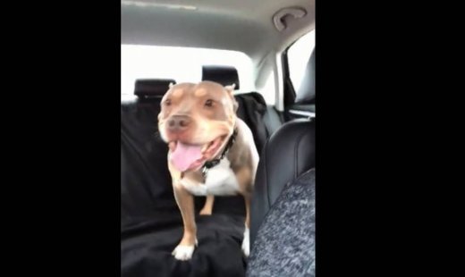 Όταν ένας σκύλος μαθαίνει πως θα πάει για… λιχουδιές!