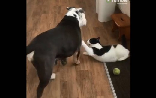 Δείτε πώς αντιδρά ένας σκύλος όταν η γάτα του ζητάει… παιχνίδια!