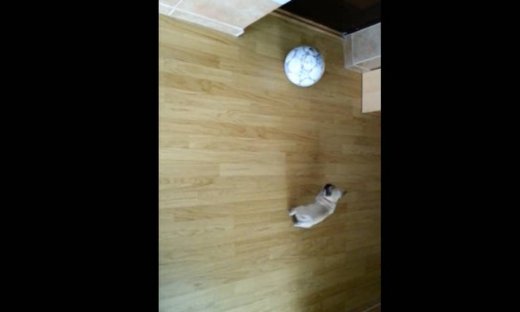 Ένας σκύλος… παιχταράς!