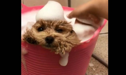 Απολαμβάνει το μπάνιο του… μέσα στις σαπουνάδες!