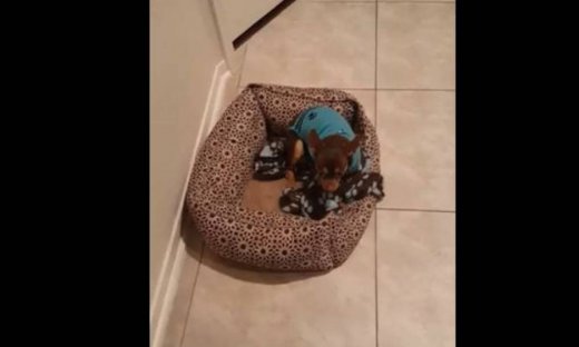 Όταν μισείς τα Χριστούγεννα και οι γύρω σου τα λατρεύουν (vid)