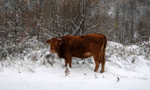 Τρίκαλα: Αγελάδες κάνουν «βόλτα» στους χιονισμένους δρόμους και γλείφουν το... αλάτι