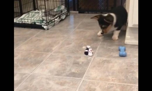 Το απίθανο παιχνίδι του κουταβιού με ένα…