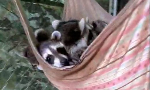 Τα όμορφα ρακούν και ο μεσημεριανός ύπνος στην αιώρα (Video)