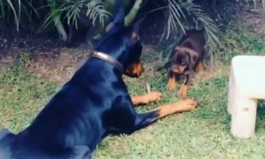 Αυτά τα δυο έχουν μια υπέροχη σχέση!