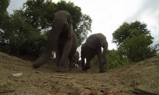 Απίστευτες εικόνες: Αυτοί οι ελέφαντες πατούν πάνω στην κάμερα (Video)