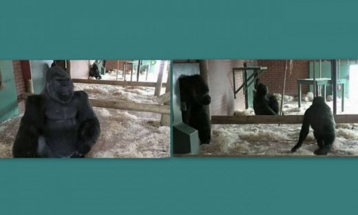 Απίστευτο βίντεο με γορίλες να τσακώνονται! Δεν το έχετε ξαναδεί!