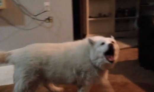 Ο απίστευτος χαμός που προκαλεί αυτός ο σκύλος για να πάει βόλτα!  (Video)