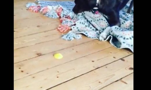 Κι όμως τσακώνεται με μια φέτα… λεμόνι!