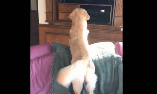 Δε φαντάζεστε τι παρακολουθεί αυτός ο σκύλος στην οθόνη της τηλεόρασης!