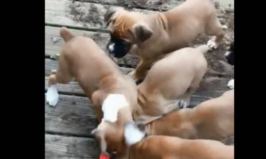 Δε φαντάζεστε τι κάνουν αυτά τα κουτάβια!