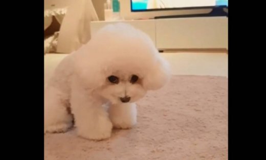 Αληθινό ή ψεύτικο αυτό το κουτάβι; Δείτε το!