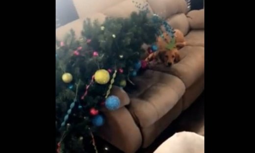 Ουπς! Αυτός ο σκυλάκος έκανε… ζημία!