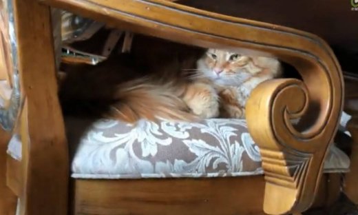 Όταν ένας σκύλος δεν αφήνει σε ησυχία μια γάτα!