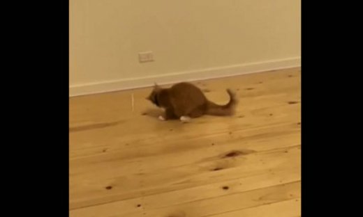 Δεν θα πιστεύετε με τι παίζει αυτό το γατί!