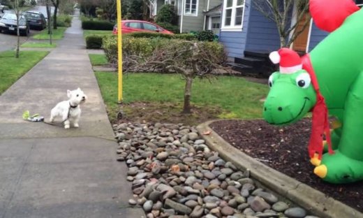 Τα σκυλιά που… μισούν τα Χριστούγεννα! (vid)