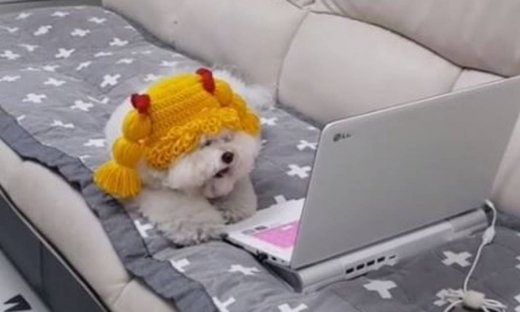 Κι όμως αυτός ο αξιολάτρευτος σκύλος βλέπει βιντεάκια στον υπολογιστή!