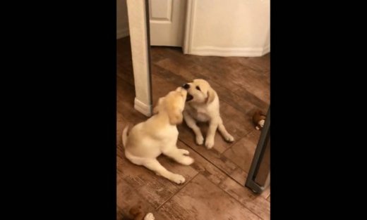 Δυο κουτάβια ή ένα; Εσείς πόσα βλέπετε;