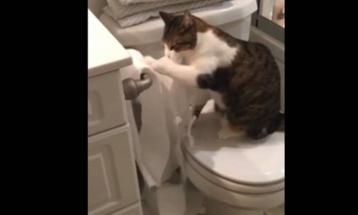 Το απίστευτο παιχνίδι μιας γάτας με το χαρτί τουαλέτας!