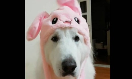 Ξεκαρδιστικό βίντεο: Δείτε αυτό το σκυλί με την στολή κουνελιού και θα λιώσετε!