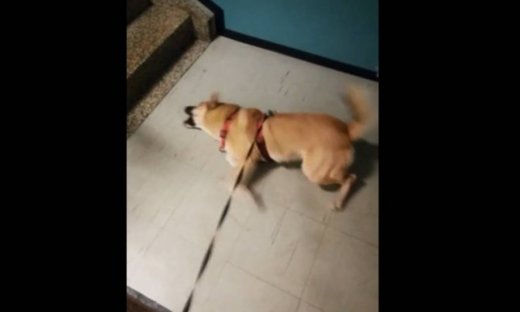 Δε φαντάζεστε το λόγο που αυτός ο σκύλος αρνείται να μπει στο σπίτι του!