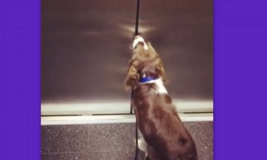 Δείτε την αντίδραση του σκύλου όταν είναι κλεισμένος στο ασανσέρ