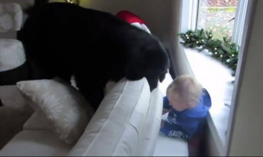 Όταν ένας μπόμπιρας παίζει κρυφτό με τον σκύλο του