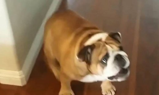 Αυτός είναι ο πιο γκρινιάρης σκύλος που έχετε δει!