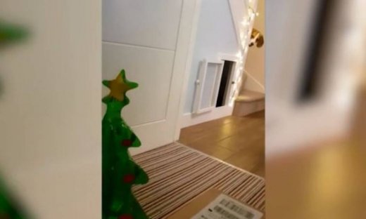 Αυτός ο σκύλος «τρελάθηκε» βλέποντας αυτό το πλαστικό χριστουγεννιάτικο δέντρο! Τι συνέβη;