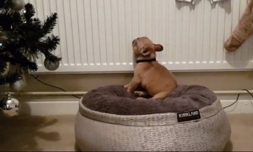 Όταν ο σκύλος ανακάλυψε το… καλοριφέρ!