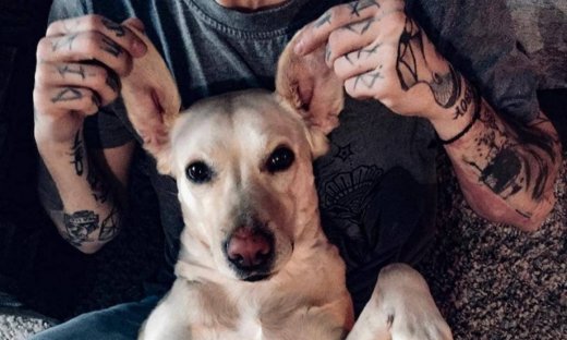 Ποιού Έλληνα τραγουδιστή είναι αυτός ο όμορφος σκύλος;