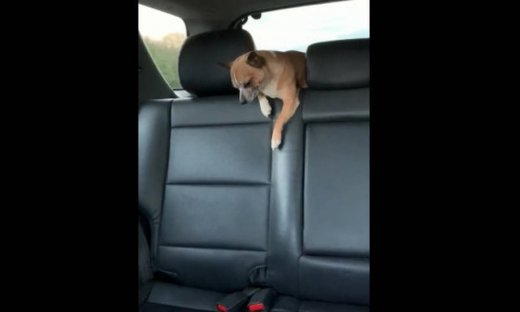 Απίθανο! Ήθελε να κατέβει στο κάθισμα και το πήρε ο ύπνος!