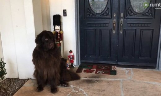 Αληθινό ή λούτρινο;