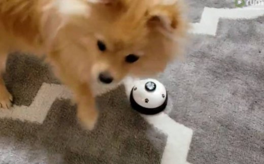 Τρελό γέλιο! Χτυπά το καμπανάκι για να κερδίσει τη λιχουδιά του