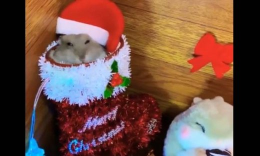 Τι κάνει αυτό το χάμστερ μέσα στην κάλτσα του Άη Βασίλη;