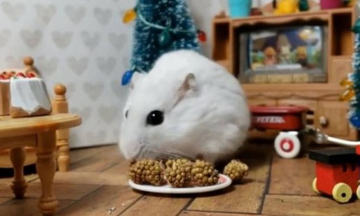 Αυτό το χάμστερ απολαμβάνει τις χριστουγεννιάτικες λιχουδιές!