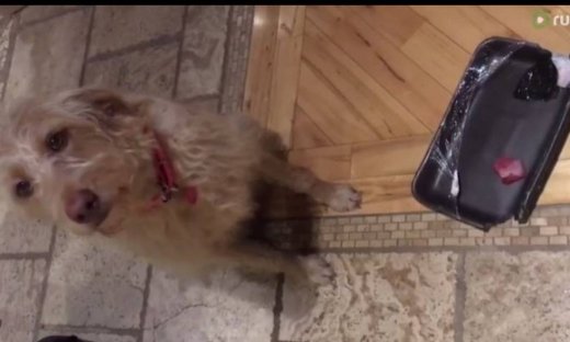 Αυτός ο σκύλος έκανε αταξία και δείτε την αντίδρασή του όταν το μαλώνουν!