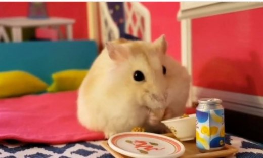 Όταν ένα χάμστερ τρώει πρωινό στο κρεβάτι!