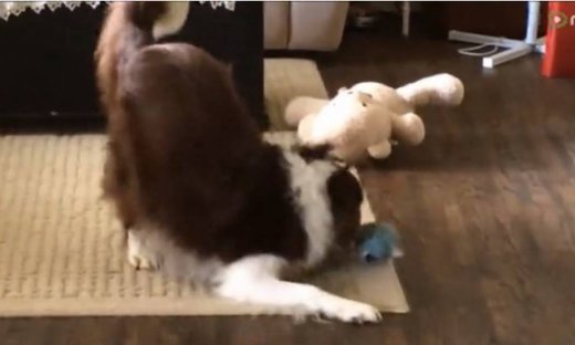 Δείτε πως αντιδρά ένας σκύλος όταν βρίσκει το νέο του παιχνίδι