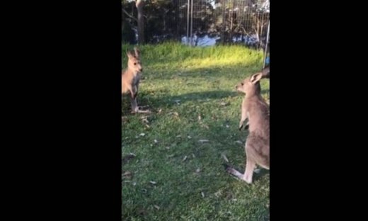 Αυτή τη μάχη σίγουρα θα τη ζήλευε και ο πιο επαγγελματίας πυγμάχος!