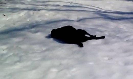 Δείτε τι έκανε αυτός ο σκύλος και ξέσπασαν όλοι σε γέλια!