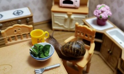 Όταν ένα σαλιγκάρι τρώει πρωινό στη μικρή κουζίνα του!