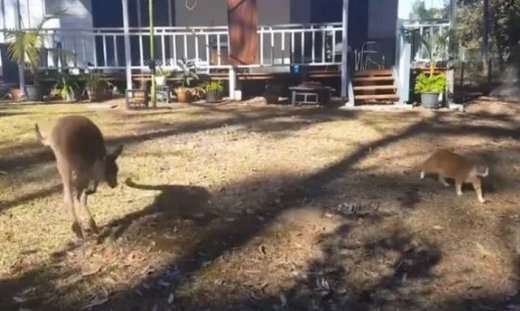 Το καγκουρό αγνοεί τα παιχνίδια της γάτας και παίζει μόνο του!