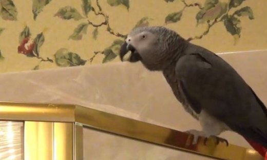 Έτσι υπενθυμίζει στο αφεντικό του ότι πρέπει να φάει αυτός ο πεινασμένος παπαγάλος!