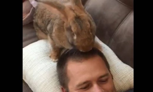 Απίστευτο! Δείτε τι κάνει αυτό το κουνέλι!