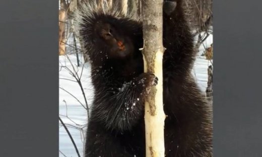 Η αστεία επικοινωνία του ακανθόχοιρου με τον άνθρωπο