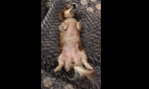 Δείτε πως αντέδρασε μία σκυλίτσα όταν είδε το νέο της κρεβάτι (βίντεο)