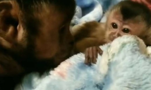 Συγκινητικό! Δείτε πώς αντιδρά μία μαϊμού όταν βλέπει για πρώτη φορά τη νεογέννητη αδερφή της